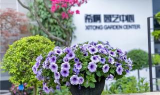 学习开花店